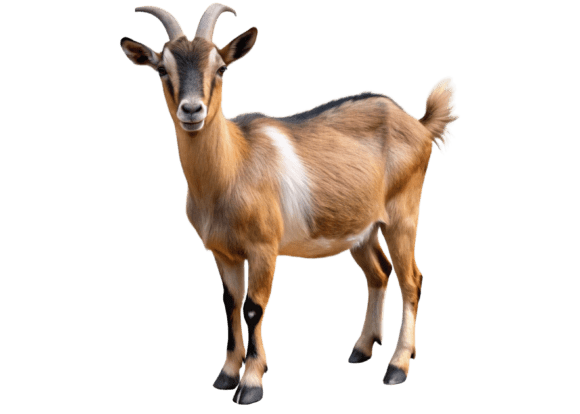 Download Goat Animal Clipart PNG Design - Animal clipart Collection